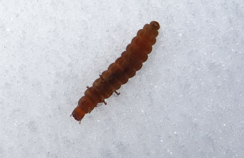 larve di........ Cantharidae